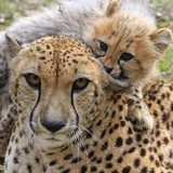 White Oak Conservation Center Inc - Legal Services in Jacksonville