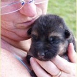 Vom Geisterholz Kennels - Other in Lehigh Acres