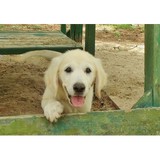 Pine Ridge Goldens - Pet/Animal Breeders in Brooksville