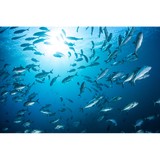 Fish Face Charters - Other in Cape Coral