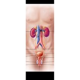 Apoorva R Vashi MD - Doctors in Jacksonville