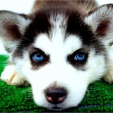 PUPPIES OF KENDALL - Pet Stores in Miami