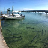 Islamorada Lady - Other in Islamorada