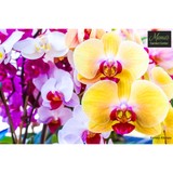 Mama's Garden Center - Landscape Architects in Key West