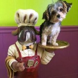 Dirty Dog Grooming - Pet Groomers in Bradenton