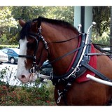 Arthur's Restaurant - Restaurants in Ocala