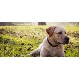 Master's Professional Dog Acad - Pet/Animal Training in Miami