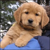 Torres Fabian DVM - Veterinarians/Vets in Miami