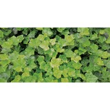 Rode Ground Covers - Other in Williston