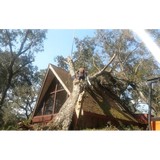 Coastal Tree CO - Tree Services in Stuart