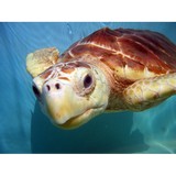 Hidden Harbor Turtle Hospital - Other in Marathon