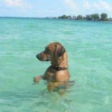 Pet's Life Naturally - Other in Palmetto