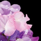 Petal Productions - Florists in Miami