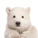 Arctic Air Services, Inc - Heating & Air Conditioning / HVAC in Sarasota