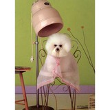 Tender Pet Grooming By Yuli CO - Pet Groomers in Miami