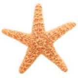 USBeaches.net - Vacation Rentals in Miami Beach