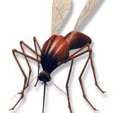 Buzzoff Mosquito of Tampa Bay - Pest Control in Clearwater