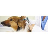 Powers Drive Animal Hospital - Veterinarians/Vets in Orlando