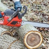A-1 Arborists Tree Service - Tree Services in Orlando