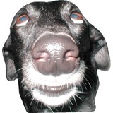 Scoop Da Poo, LLC - Waste Removal Services & Management in Boca Raton