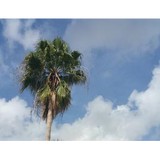 Kinne Tree Service Inc - Tree Services in Boca Raton