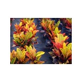 Quinntessence Nursery - Landscaping in Loxahatchee