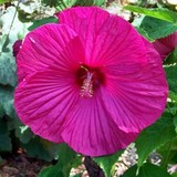 Simon's Landscaping - Landscaping in Boynton Beach