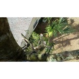 Jp Trees And Landscaping - Tree Services in Winter Garden