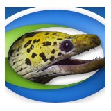 Digital Eel Inc - Web Design & Development in Saint Petersburg