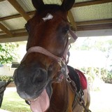 Casperey Stables Horse Camp - Other in Loxahatchee