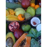 Gmg Tropical Fruits Inc - Other in Loxahatchee