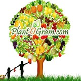 Plant O Gram Inc - Other in Windermere