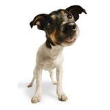 Dog Day Afternoon Pet Service LLC - Pet Stores in Orlando
