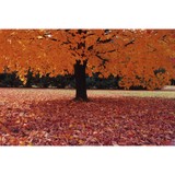 Stutzman Brothers Tree Service - Tree Services in Dade City