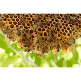 JDA Trappers/Rodent and Bee Removal Services - Pest Control in Boca Raton