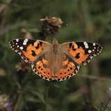 Cloverlawn Butterflies - Manufacturer in Orlando
