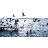 Landmark Title of Florida Inc - Insurance in West Palm Beach