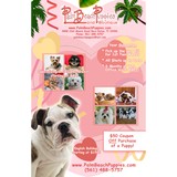 Palm Beach Puppies-Wellington - Pet Stores in Boca Raton