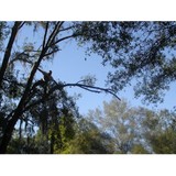 A A Arbor Pride - Tree Services in Dade City