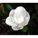 Magnolia Spa & Salon - Other in Lutz