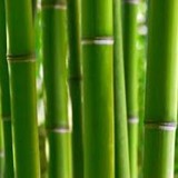 Bamboo Garden Yoga - Fitness & Instruction in Delray Beach