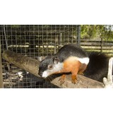 Fallin' Pines Critter Rescue - Other in Christmas