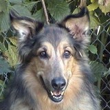 Affectionate Pet Sitting - Animal Boarding/Pet Boarding in Orlando