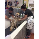 Soapy's Dog Wash LLC - Pet Groomers in Apopka
