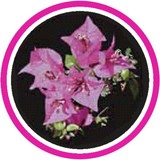 The Bougainvillea Clinique - Doctors in Winter Park