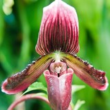 Floral Emporium - Florists in West Palm Beach