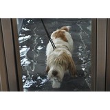 Veterinary Rehabilitation - Other in Port Richey