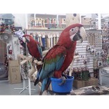 Brenda's Birds - Pet Stores in Delray Beach