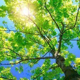 Kevin's Tree Service - Tree Services in Milton