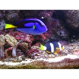 Ocean Floor Aquariums Inc - Aquarium Supplies & Services in Jacksonville